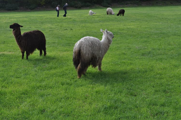 Perú