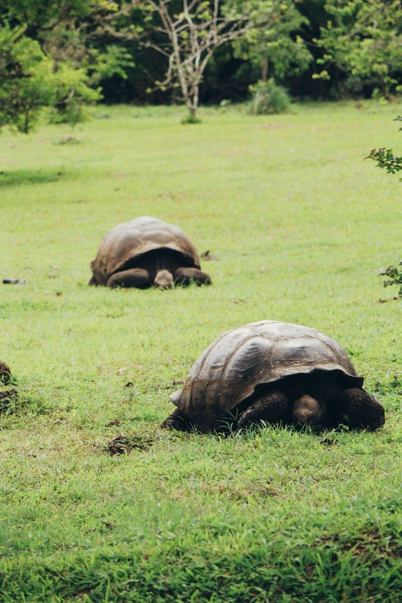 12 días en Galápagos